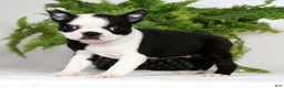Boston Terrier dogs for sale: Misty - Ad 1