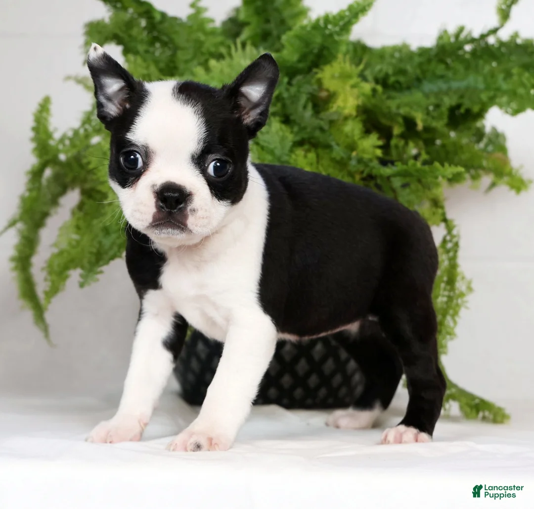 Boston Terrier dogs for sale: Misty - Ad 1