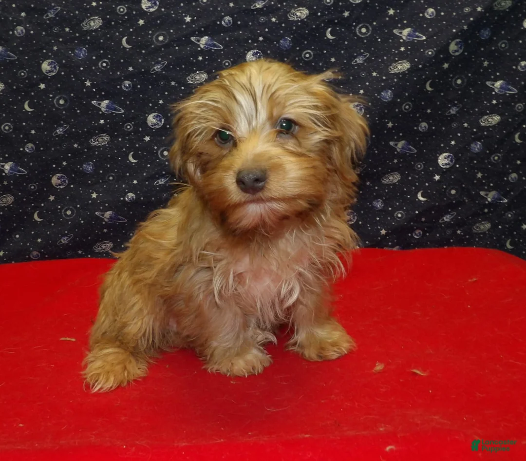 Yochon dogs for sale: John - Ad 5