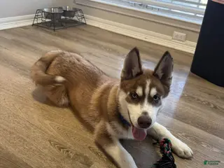 Siberian Husky dogs Siberian Husky Puppy 1 - Ad 1