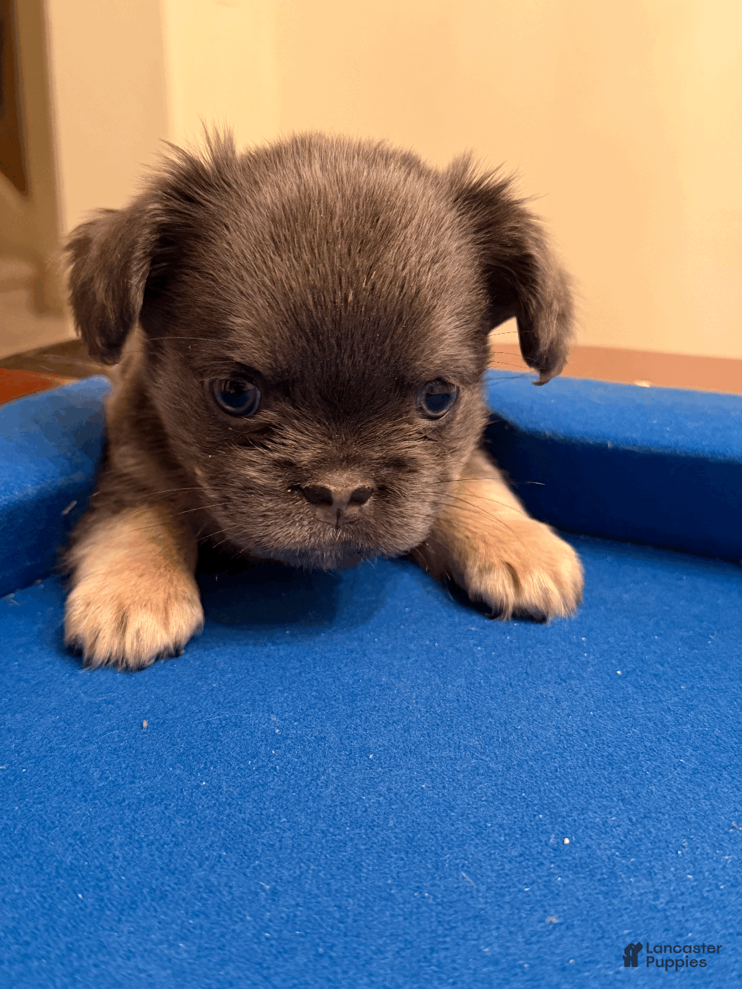 French Bulldog dogs for sale: French Bulldog Puppy 5 - Ad 2