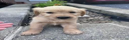 Golden Retriever dogs for sale: Golden Retriever 6 - Ad 3