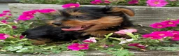 Yorkshire Terrier dogs for sale: Ruby - Ad 6