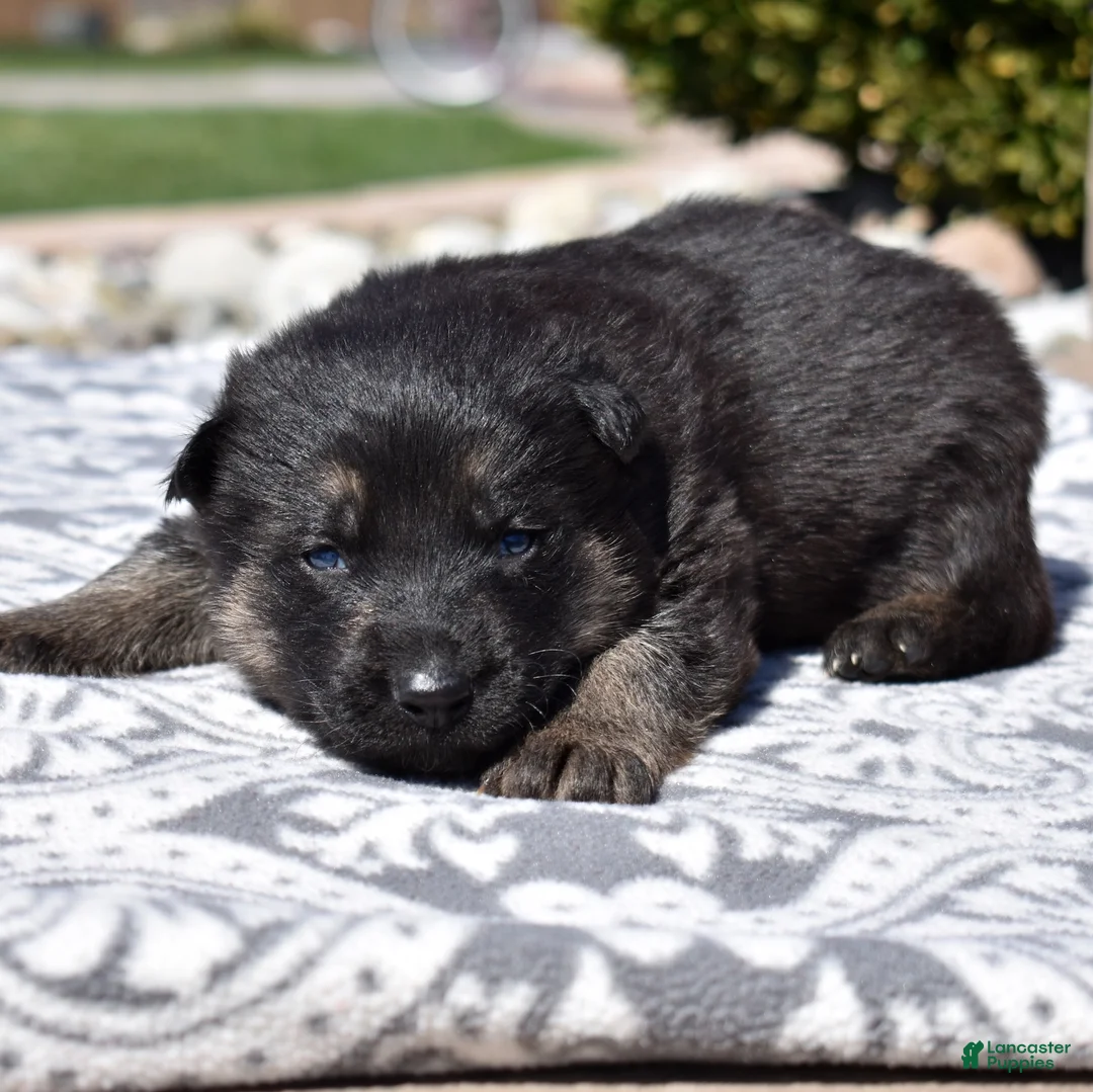 German Shepherd dogs for sale: Axel - Ad 1