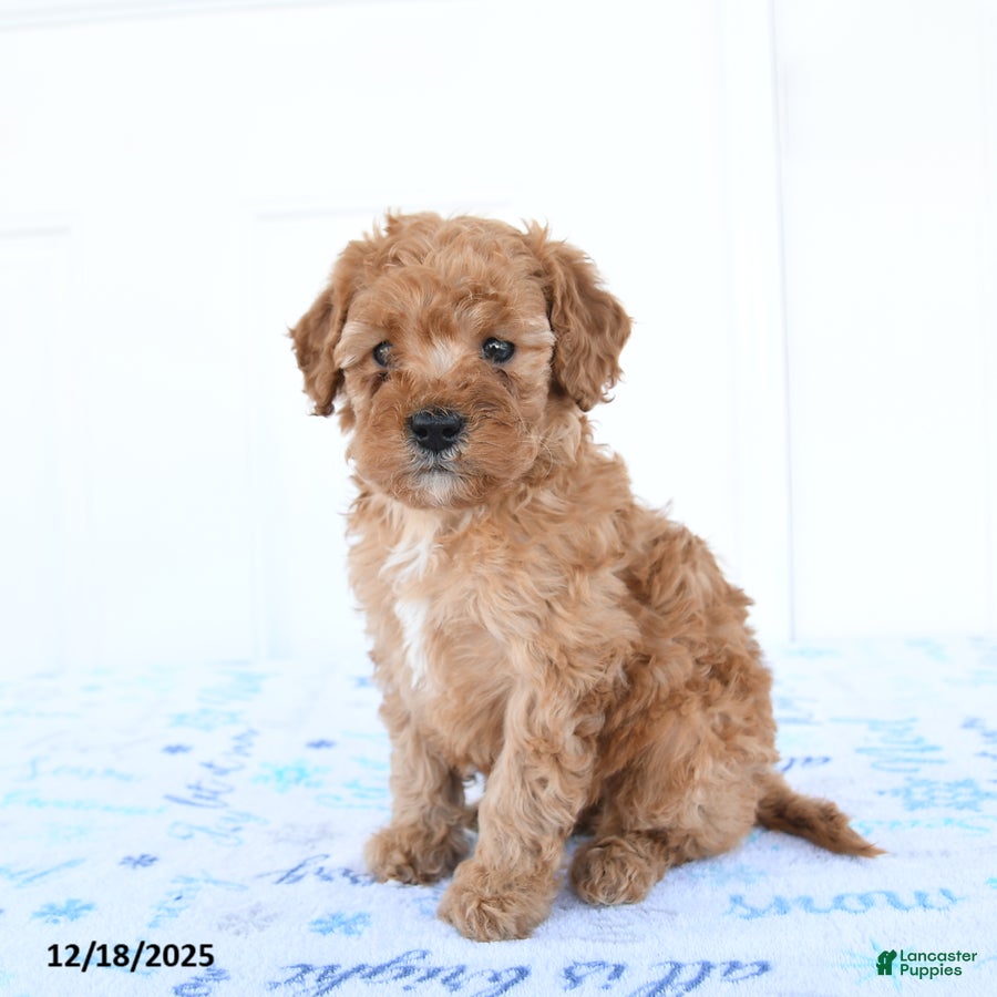 Miniature Poodle dogs Wren - Ad 8