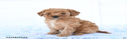 Miniature Poodle dogs for sale: Wren - Ad 1