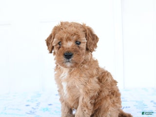 Miniature Poodle dogs Wren - Ad 8