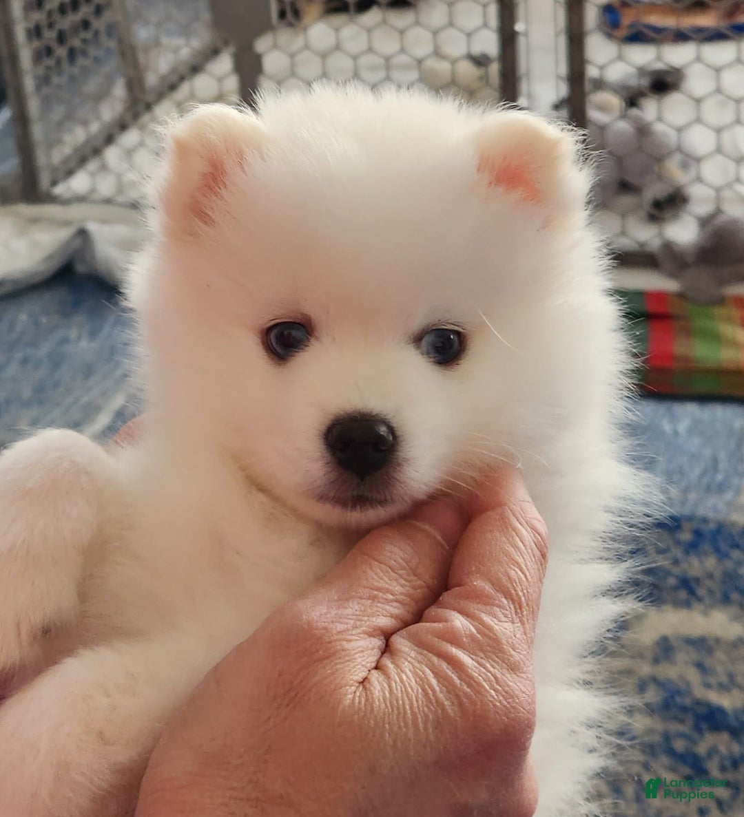 Gallery Image {{count}}