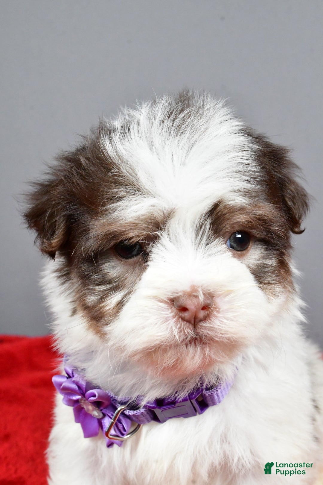 Havanese dogs for sale: Callie - Ad 7