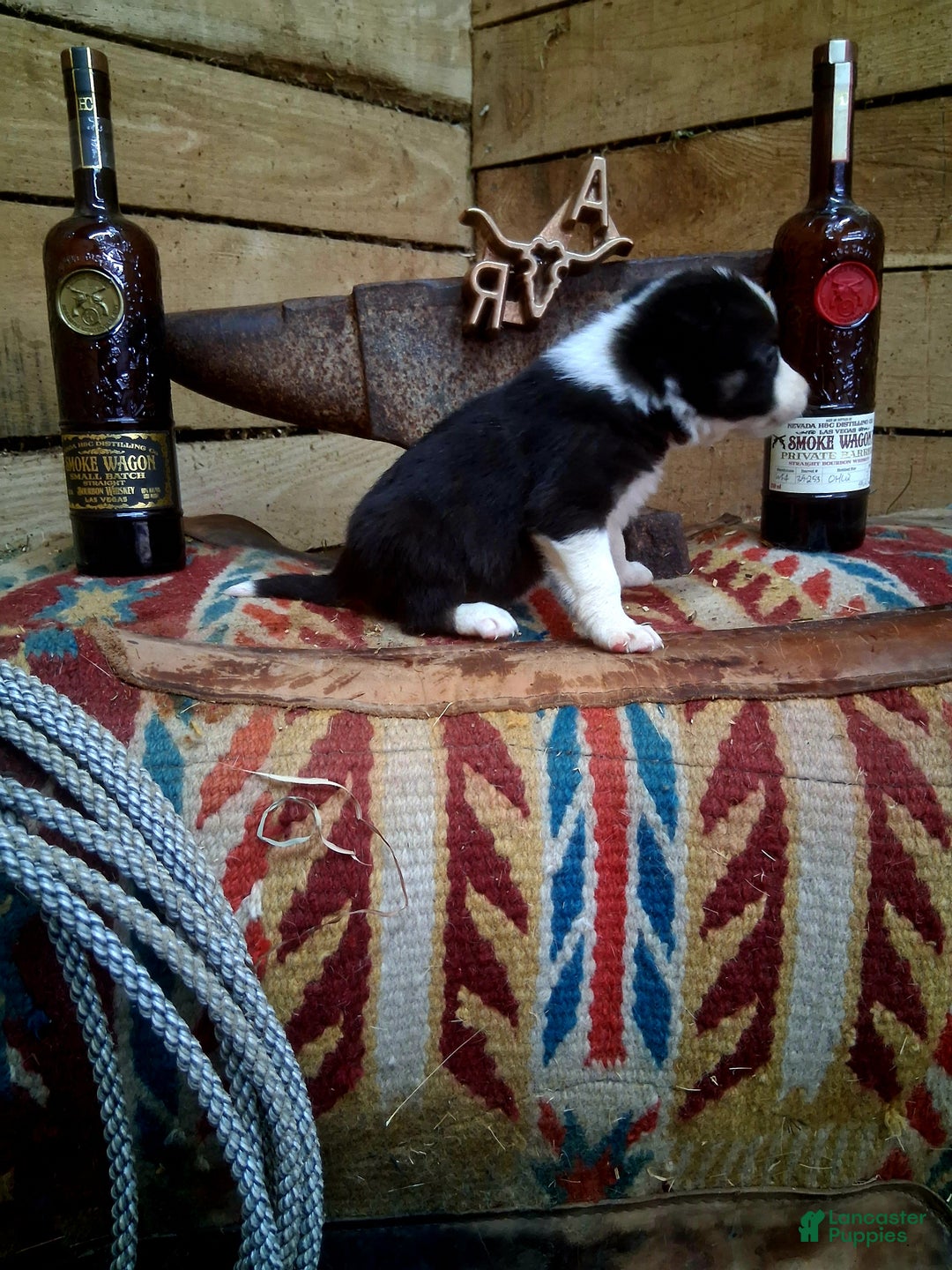 Border Collie dogs for sale: Border Collie Puppy 4 - Ad 3
