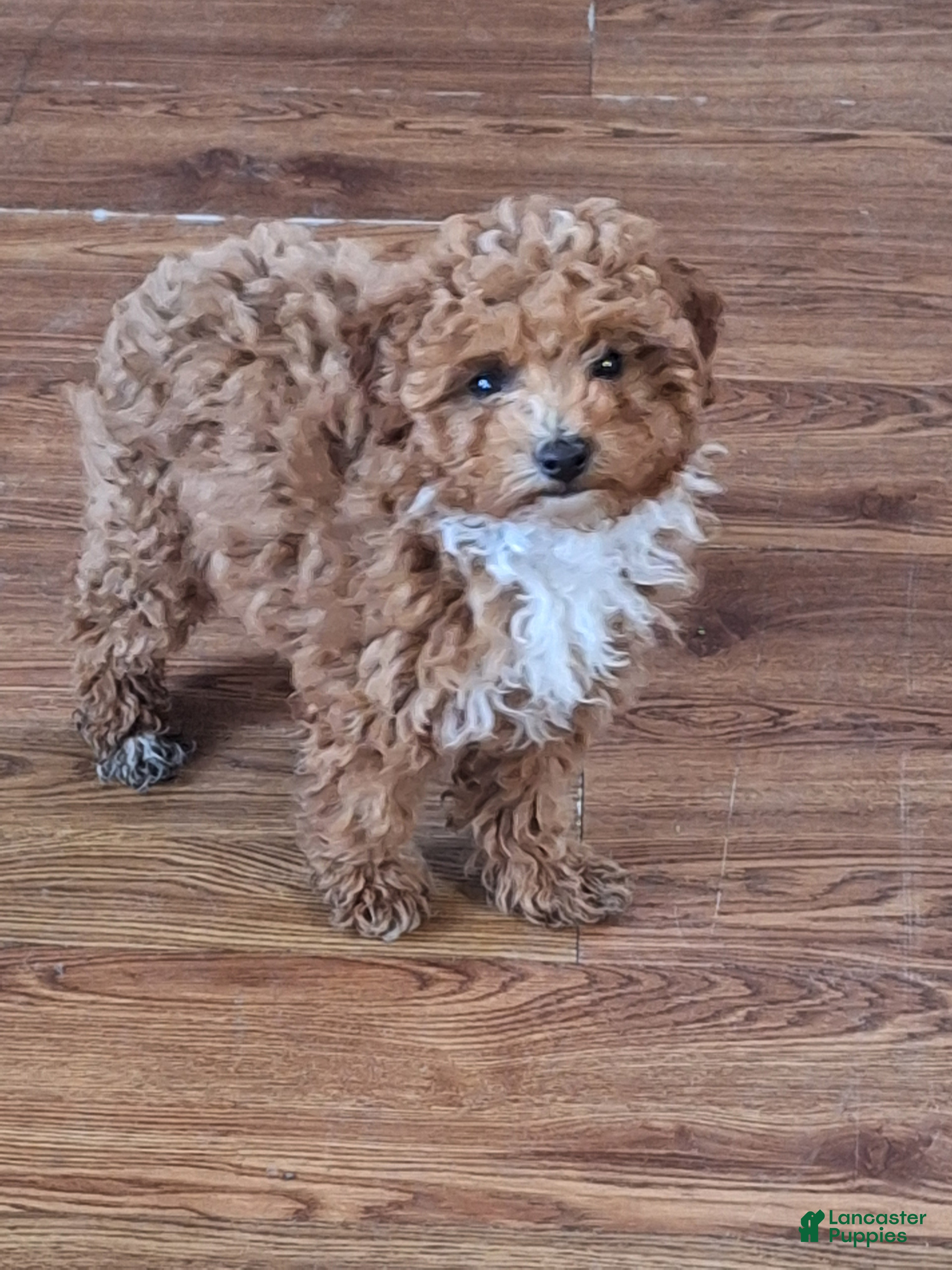 Maltipoo dogs Maltipoo Puppy 2 - Ad 30