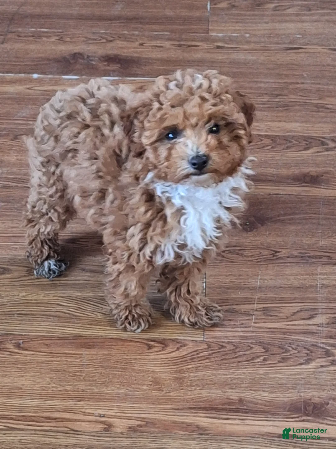 Maltipoo dogs for sale: Maltipoo Puppy 2 - Ad 1