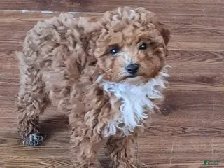 Maltipoo dogs Maltipoo Puppy 2 - Ad 30