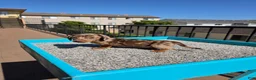 Miniature Dachshund dogs for sale: Rose - Ad 3