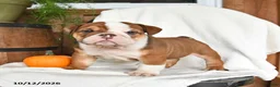 English Bulldog dogs for sale: Clyde - Ad 1