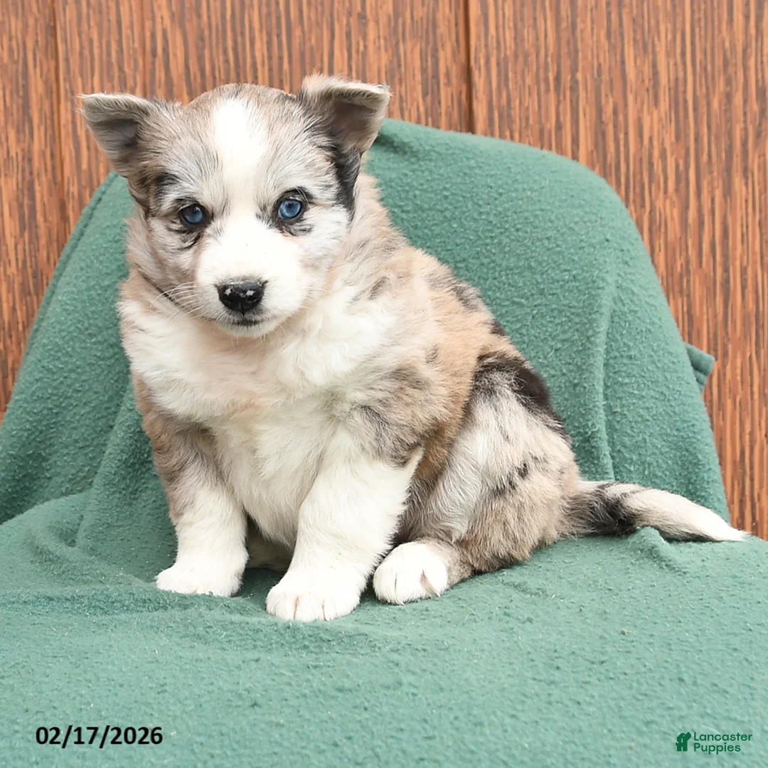 Mixed Breed dogs for sale: Ariel - Ad 3