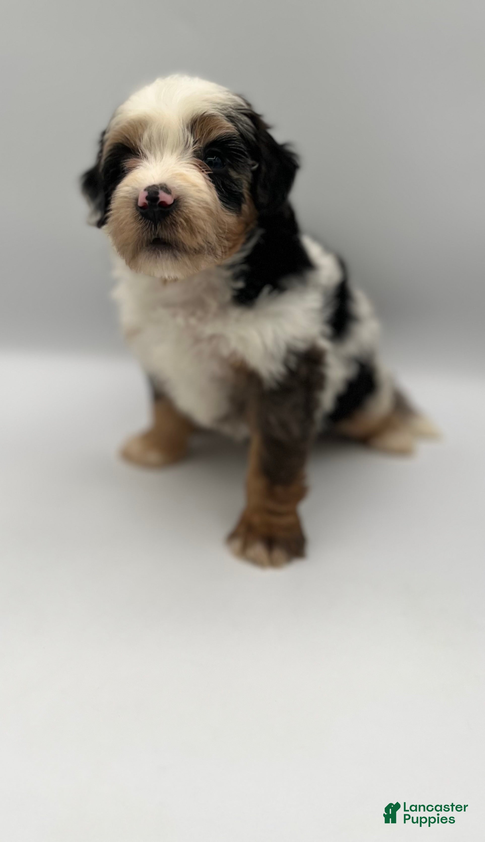Bernedoodle dogs Pluto - Ad 2