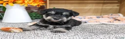 Miniature Schnauzer dogs for sale: SpongeBob - Ad 10