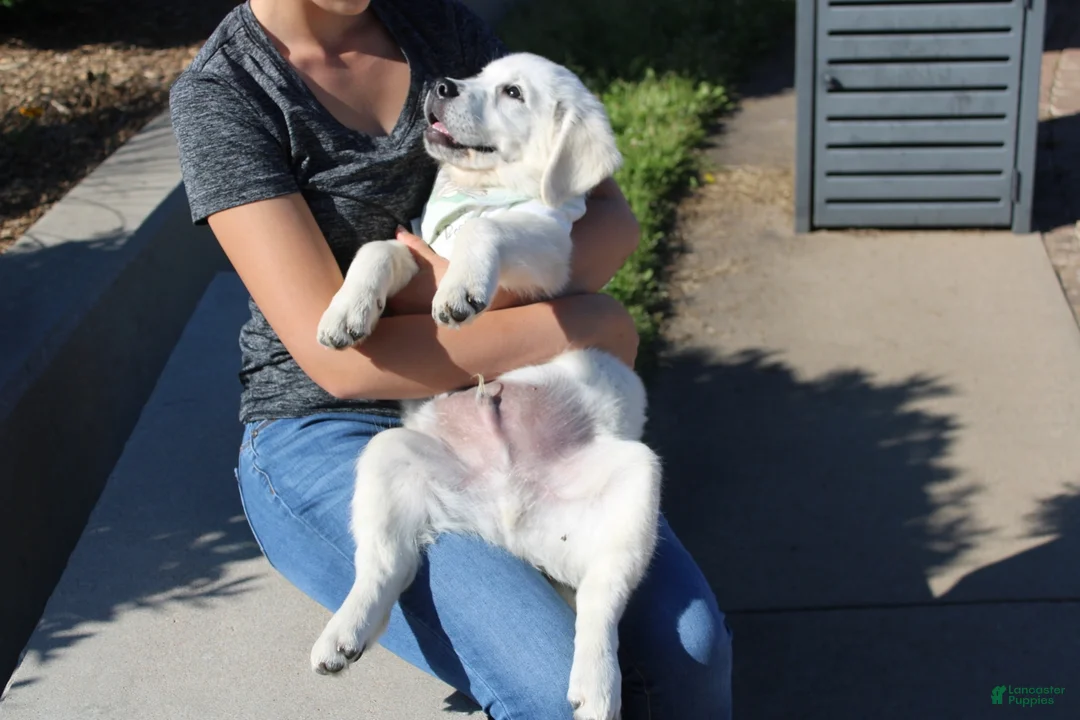 Golden Retriever dogs for sale: Oliver - Ad 1