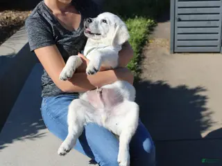 Golden Retriever dogs for sale: Oliver - Ad 3