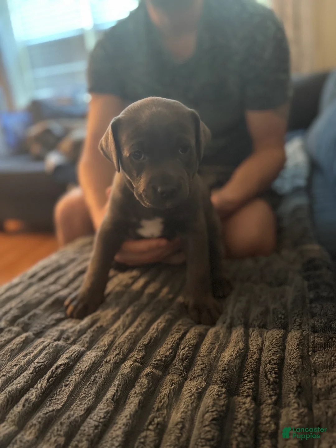 Mixed Breed dogs for sale: Ivy - Ad 1