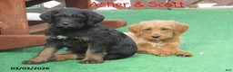 Labradoodle dogs for sale: Asher - Ad 6