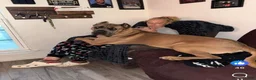 Cane Corso dogs for sale: Gypsy - Ad 6