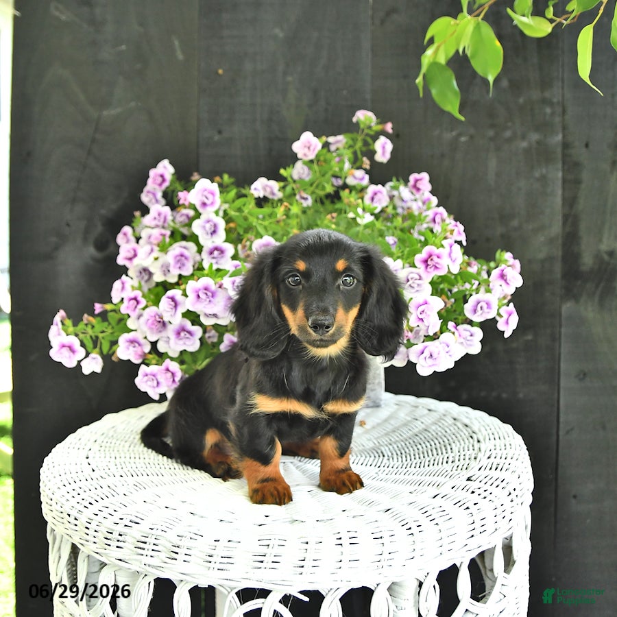 Dachshund dogs Callie - Ad 1