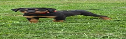 Rottweiler dogs for sale: Rottweiler 3 - Ad 3