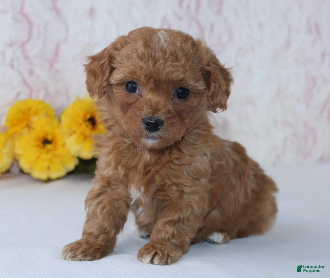 Mini Goldendoodle dogs for sale: Cade - Ad 2