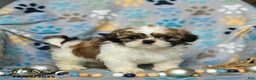 Shih Tzu dogs for sale: Jolly - Ad 1