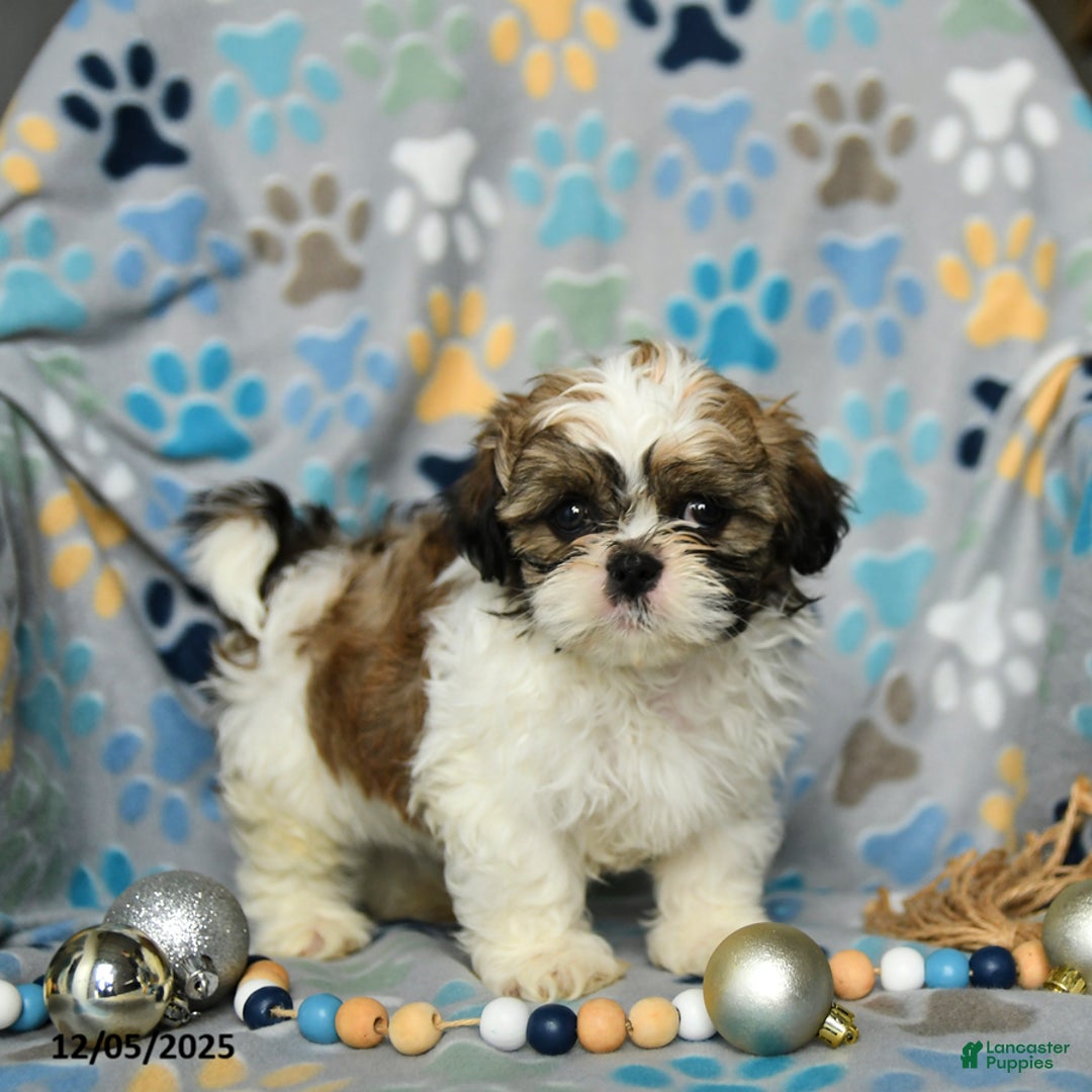 Shih Tzu dogs for sale: Jolly - Ad 1