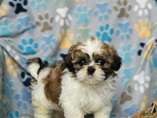 Shih Tzu dogs Jolly - Ad 6