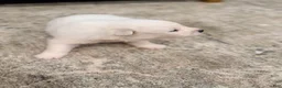 Samoyed dogs for sale: Darcy - Ad 3