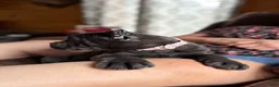 Cane Corso dogs for sale: Cane Corso Puppy 3 - Ad 5