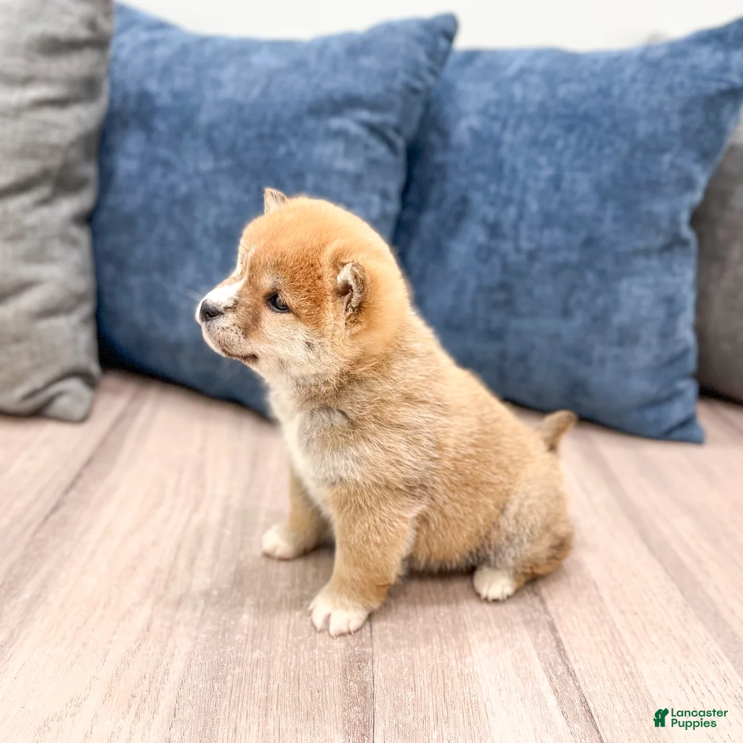 Shiba Inu dogs for sale: Lucky - Ad 4