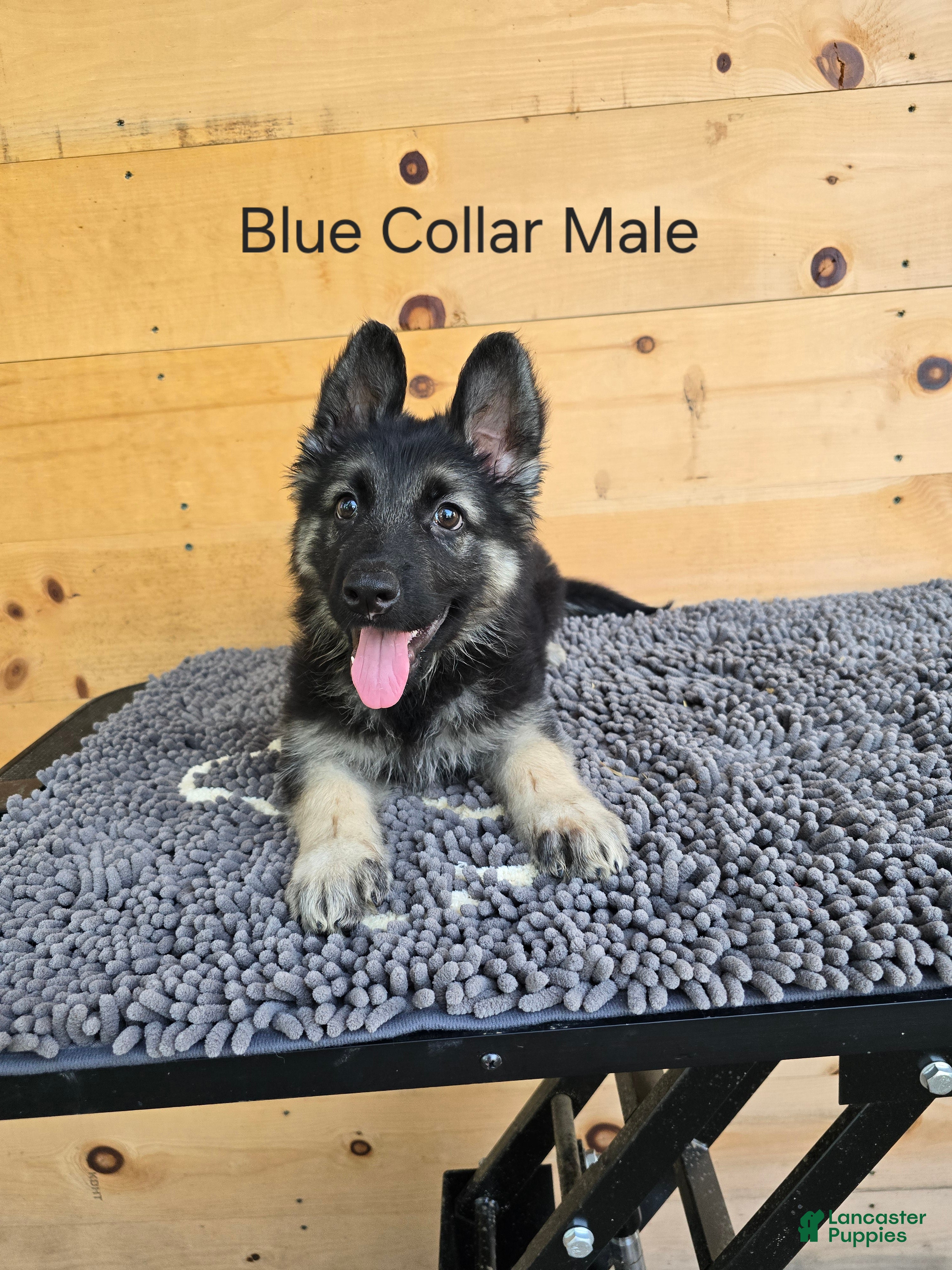 German Shepherd dogs German Shepherd 1 - Ad 1