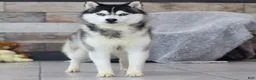 Pomsky dogs for sale: Maggie - Ad 7
