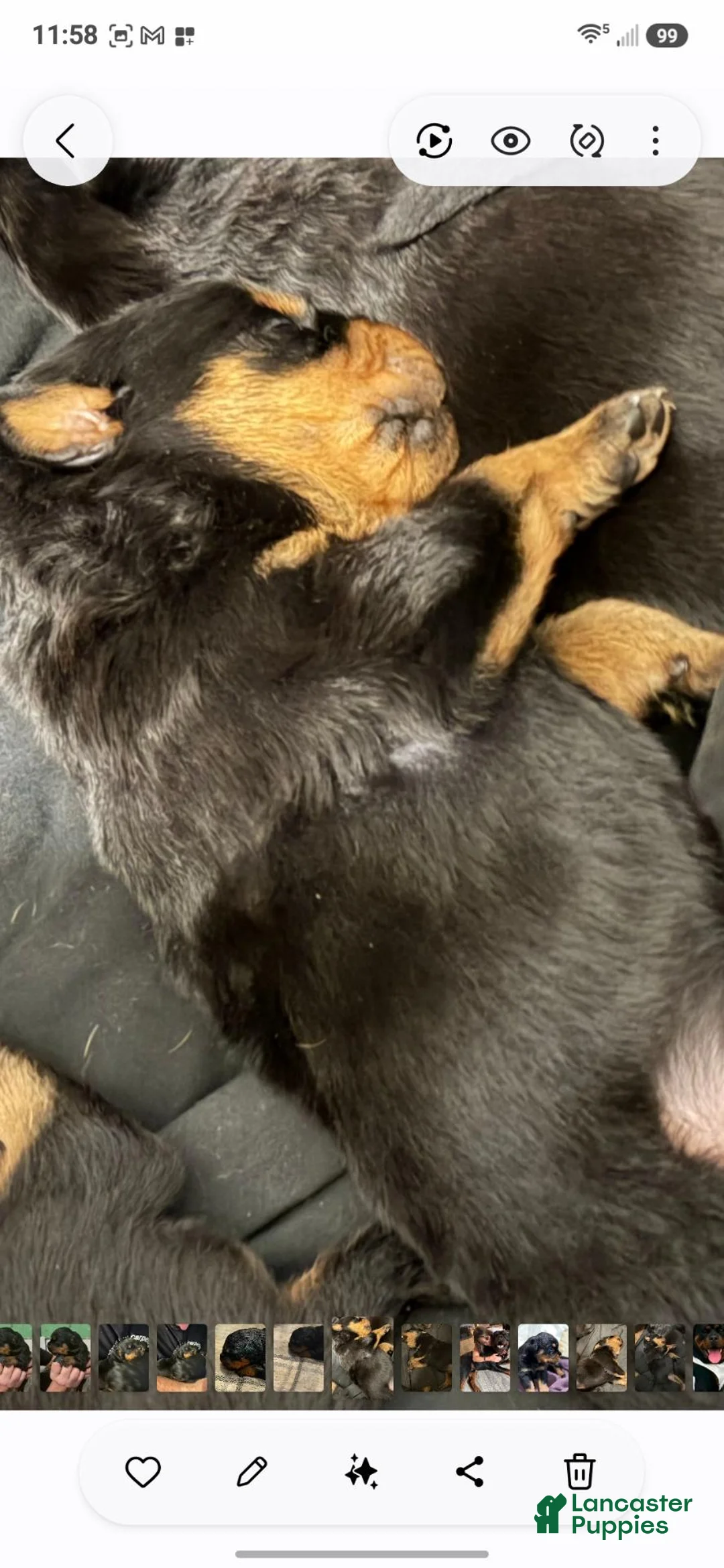 Rottweiler dogs for sale: Rottweiler 7 - Ad 1