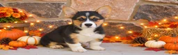Welsh Corgi Pembroke dogs for sale: Striker - Ad 1