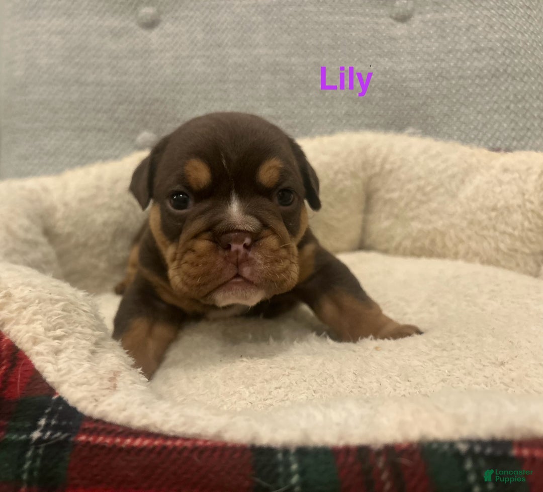 English Bulldog dogs for sale: Lily - Ad 2