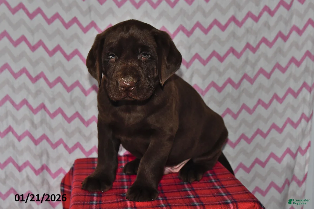 Labrador Retriever dogs for sale: Toby - Ad 3