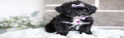 Yorkiepoo dogs for sale: Raven - Ad 15