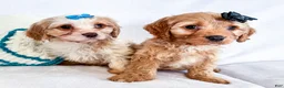 Cavapoo dogs for sale: Kuddles - Ad 9