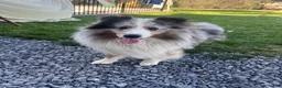 Shetland Sheepdog dogs for sale: Shania - Ad 6