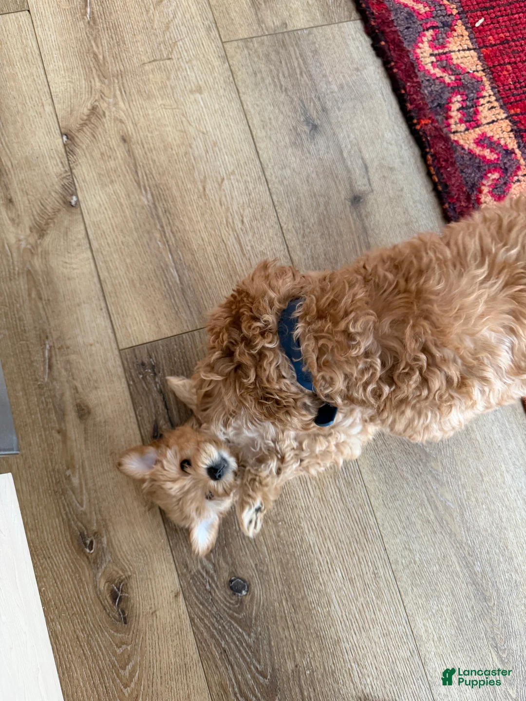 Maltipoo dogs for sale: Maltipoo Puppy 1 - Ad 7