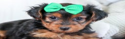 Yorkshire Terrier dogs for sale: CHLOE - Ad 9