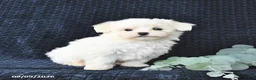 Maltese dogs for sale: Travis - Ad 4