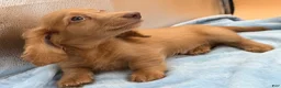 Miniature Dachshund dogs for sale: Ch Bred S.African/russian akc - Ad 17
