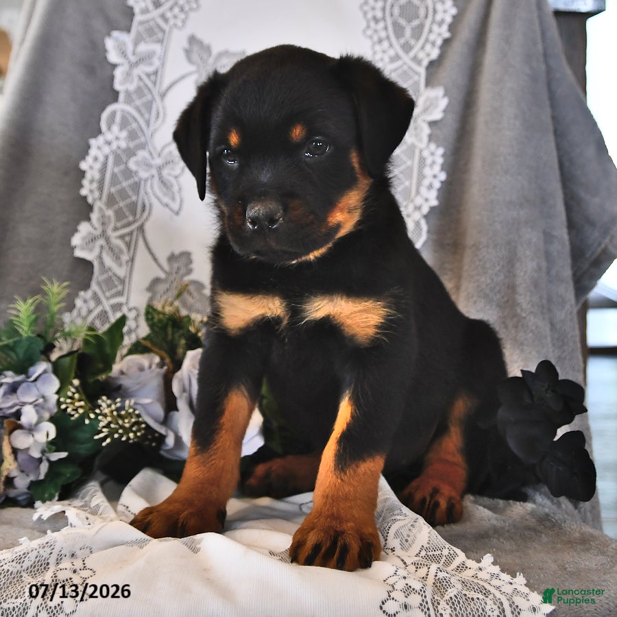 Rottweiler dogs Rex - Ad 2